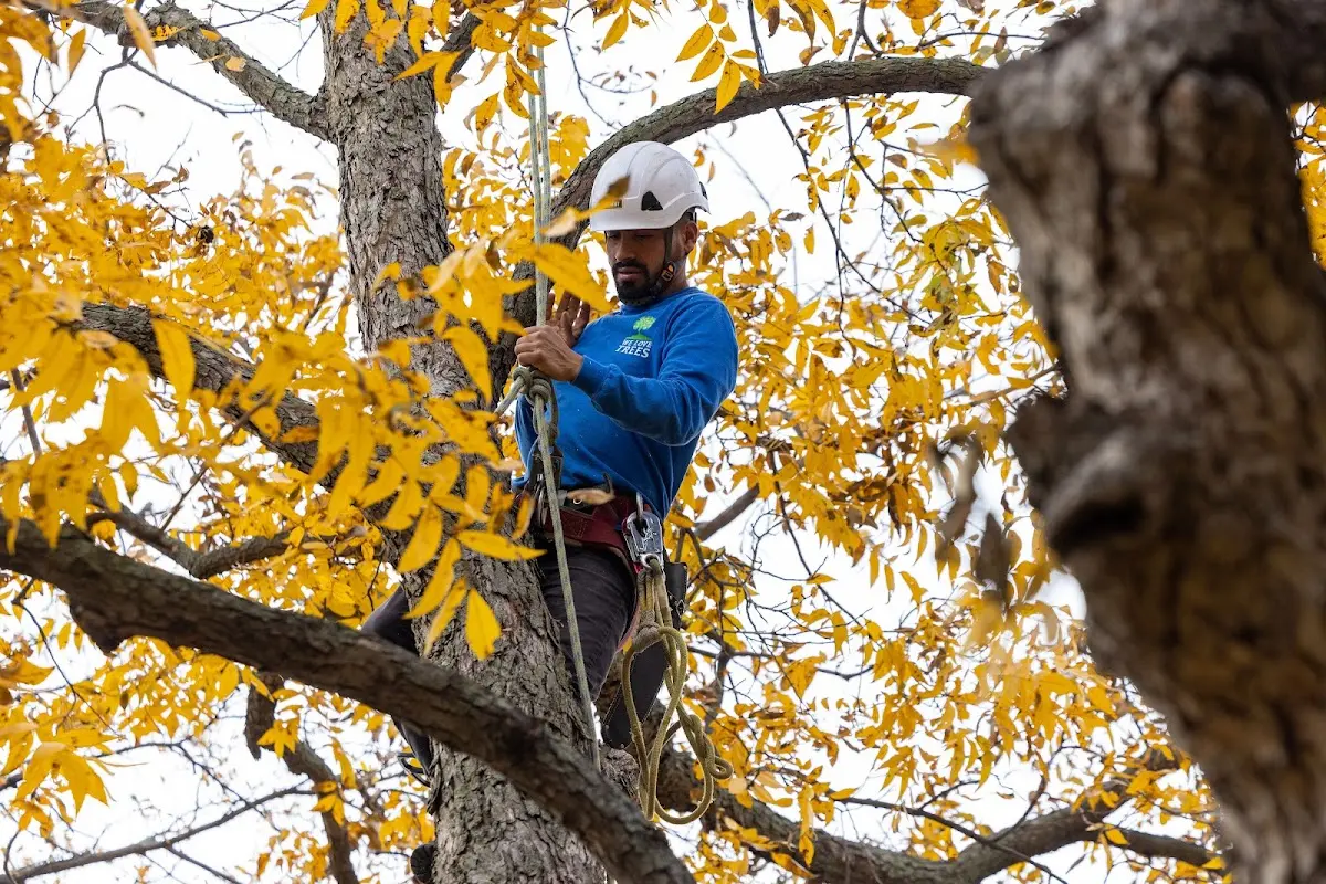 Skilled Tree Planting crew working in Richmond